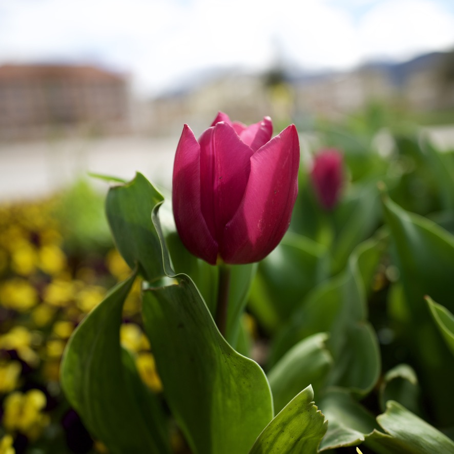 Blossoming Tulip